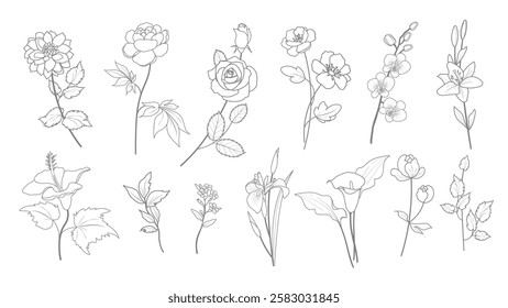 Dahlia, peony, rose, camellia, orchid, lily, hibiscus, forget-me-not, iris, calla. Bud, stem, leaves. line style garden flowers graphic sketches isolated set for use in design on any color background.