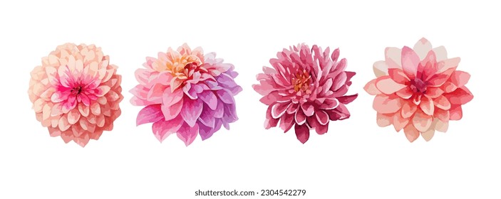 Dahlia pink flowers watercolor set. Collection of summer or spring flowers isolated on white background vector illustration