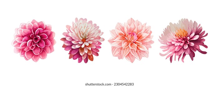 Dahlia pink flowers watercolor set. Collection of summer or spring flowers isolated on white background vector illustration