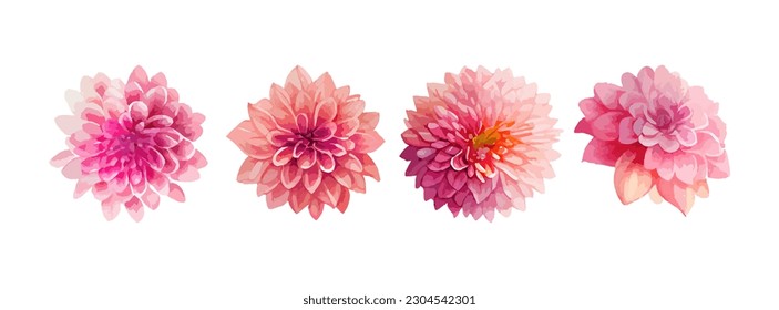 Dahlia pink flowers watercolor set. Collection of summer or spring flowers isolated on white background vector illustration