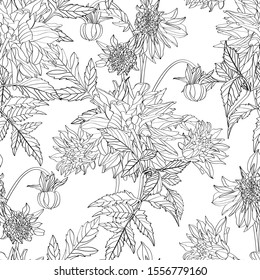 Dahlia. Seamless pattern of line dahlia flowers. Floral black  whitebackground.