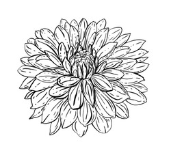 Dahlia Tropical Exotic Flower Blossom. Isolated Vector Botanical Illustration: Retro Vintage, Hand Drawn, Black And White, Outline. For Wedding Invitation, Print Card, Tattoo, Pattern Design.