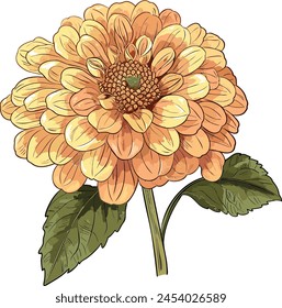 Dahlia Vector Floral Flower Illustrations	