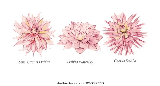 Dahlias of different varieties. Cactus Dahlia, Semi-Cactus Dahlia, Water Lily Dahlia. Pink dahlias on a white background, watercolor botanical painting, delicate flowers. Vector graphics