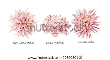 Dahlias of different varieties. Cactus Dahlia, Semi-Cactus Dahlia, Water Lily Dahlia. Pink dahlias on a white background, watercolor botanical painting, delicate flowers. Vector graphics