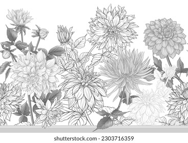Dahlias flowers, outline and coloured style Seamless pattern, background. Vector illustration. In botanical style
