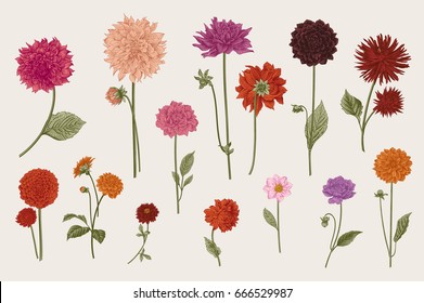 Dahlias set. Botanical vector vintage illustration. Design elements. Colorful.