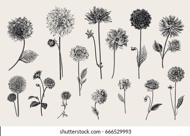 Dahlias set. Botanical vector vintage illustration. Design elements. Black and white