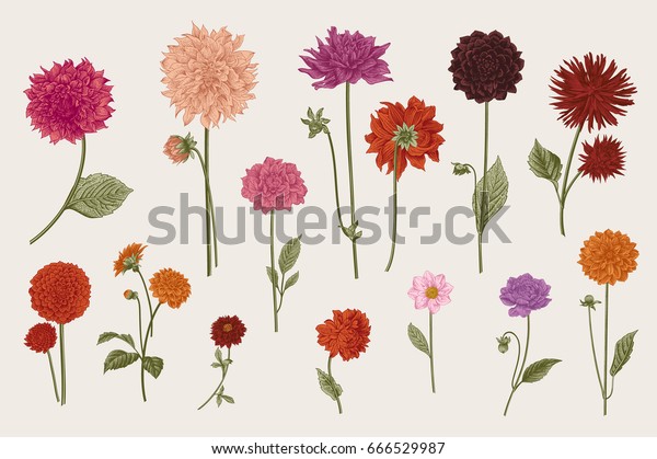 Dahlias Set Botanical Vector Vintage Illustration Stock Vector Royalty Dahlias Set Botanical Vector Vintage Illustration Stock Vector Royalty