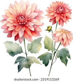 Dahlias Watercolor illustration. Hand drawn underwater element design. Artistic vector marine design element. Illustration for greeting cards, printing and other design projects.