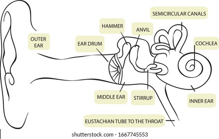 simple easy diagram of human ear