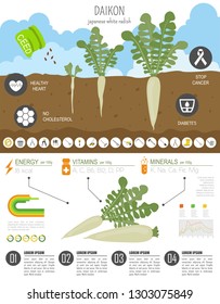 Daikon beneficial features graphic template. Gardening, farming infographic, how it grows. Flat style design. Vector illustration