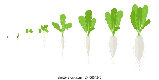 Daikon growth stages. Planting of long white winter radish plant. Daikon life cycle. Vector illustration on white background.