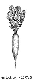 Daikon. Ink sketch of radish isolated on white background. Vegetables set. Hand drawn vector illustration. Retro style.