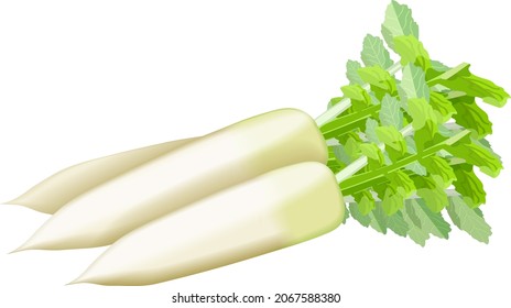 Daikon, Japanese Radon, White Chinese Radish, mooli, Sweet Radish, White Radish for banners, flyers, posters. Bunch of daikon radish. Root vegetables. Vector illustration isolated on white background