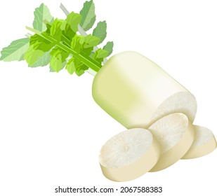 Daikon, Japanese Radon, White Chinese Radish, mooli, Sweet Radish, White Radish for banners, flyers, posters. Whole and sliced daikon radish. Root vegetables. Vector illustration on white background