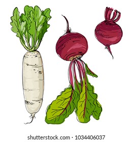 Daikon Radish, Beet Drawn By A Line On A White Background. A Sketch Of Food. Vector Drawing