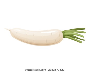 Daikon radish with green stem. Horseradish rhizome plant.