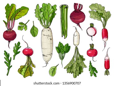 Daikon radish,celery, arugula, spinach,  beet drawn by a line on a white background. A sketch of food. Vector drawing