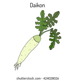 Daikon (Raphanus sativus), or white radish,  winter radish, oriental radish. Hand drawn botanical vector illustration 