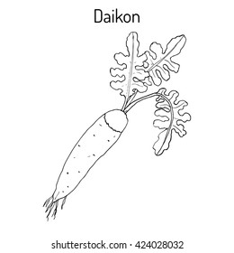 Daikon (Raphanus sativus), or white radish,  winter radish, oriental radish. Hand drawn botanical vector illustration 