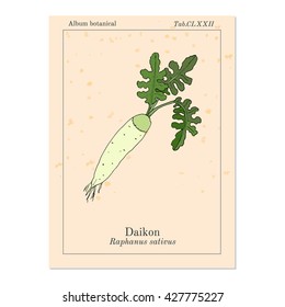 Daikon (Raphanus sativus), or white radish,  winter radish, oriental radish. Hand drawn botanical vector illustration 