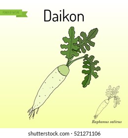 Daikon (Raphanus sativus), or white radish, winter radish, oriental radish. Hand drawn botanical vector illustration