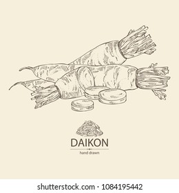 Daikon: root and a piece of daikon. Chinese radish. Vector hand drawn illustration.