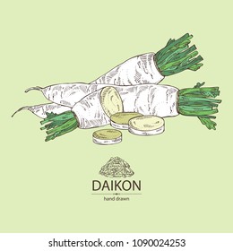 Daikon: root and a piece of daikon. Chinese radish. Vector hand drawn illustration.