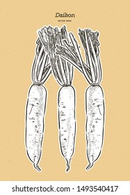 Daikon: root and a piece of daikon. Chinese radish. Vector hand drawn illustration. 