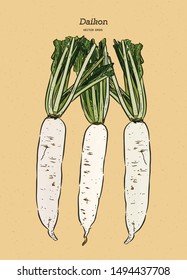 Daikon: root and a piece of daikon. Chinese radish. Vector hand drawn illustration. 