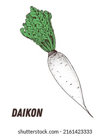 Daikon sketch. Hand drawn vector illustration. Engraved image. Daikon vegetable hand drawn sketch.