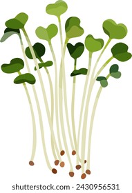 Daikon Sprouts, Kaiware Daikon, Radish Sprouts, Japanese Radish Sprouts, Microgreen hand-drawn vector illustration isolated