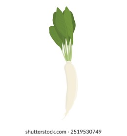 Daikon white raddish isolated on white background. Vector illustration