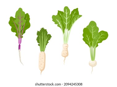 Daikon white radish, purple turnip. Green vegetables, asian cooking ingredients. Flat vector illustrations.