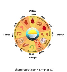 Daily Biorhythm Of Internal Organs