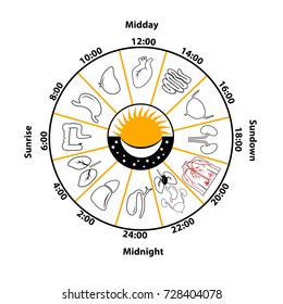 Daily Biorhythm Of Internal Organs Vector Illustration.