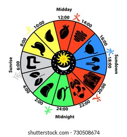 Daily Biorhythm Of Internal Organs Vector Illustration.