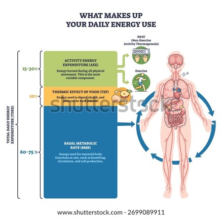 Daily energy use breakdown shows BMR, TEF, and activity shares of TDEE, with human body illustration, stacked blocks, and arrows guiding flow. Outline diagram