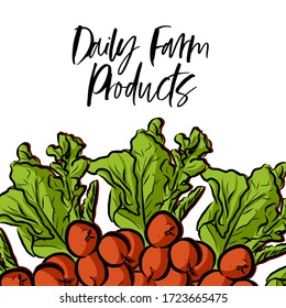 Daily Farm Products lettering and Radishes advertising template. Hand drawn Illustration, handwritten on white background.