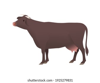 Dairy cattle ayrshire cow spotted domestic mammal animal cartoon design vector illustration on white background