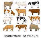 Dairy cattle set. Swiss brown, ayrshire, holstein, milking white and brown shorthorns, guernsey and jersey cows collection. 