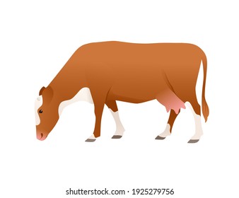 Dairy cattle simmental cow spotted domestic mammal animal cartoon design vector illustration on white background