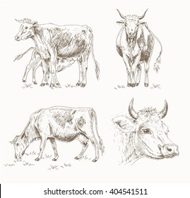 Dairy Cattle Sketch Set. Cow Eating Grass, Cute Calf Drinks Milk, Head. Farm Vector Illustration. Drawing Isolated On White. Grazing In The Meadow