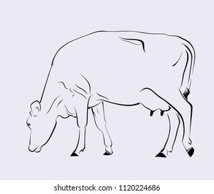 Dairy cow illustration