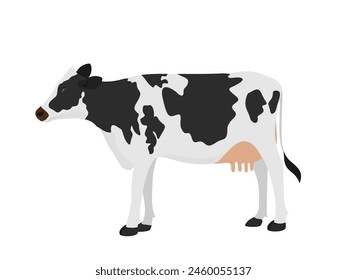 Dairy cow on white background.