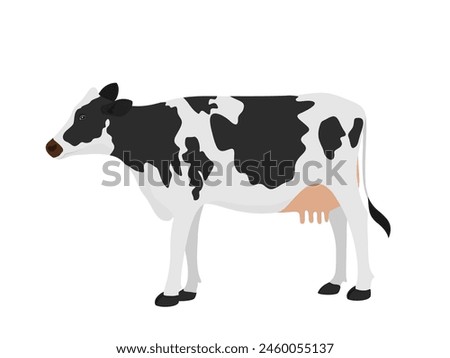 Dairy cow on white background.