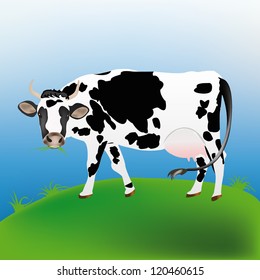 Dairy cow over spring green meadow.Agriculture