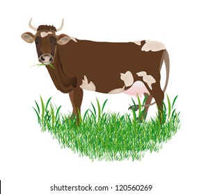 Dairy cow over white background.Vector illustration