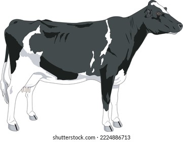 Dairy Cow Standing Vector Illustration